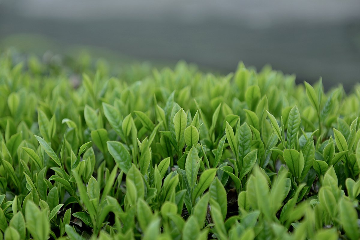 深圳VI設計  深圳VI策劃  茶查理茶業品牌形象設計  場景拍攝